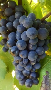 IMG_20140912_101938970